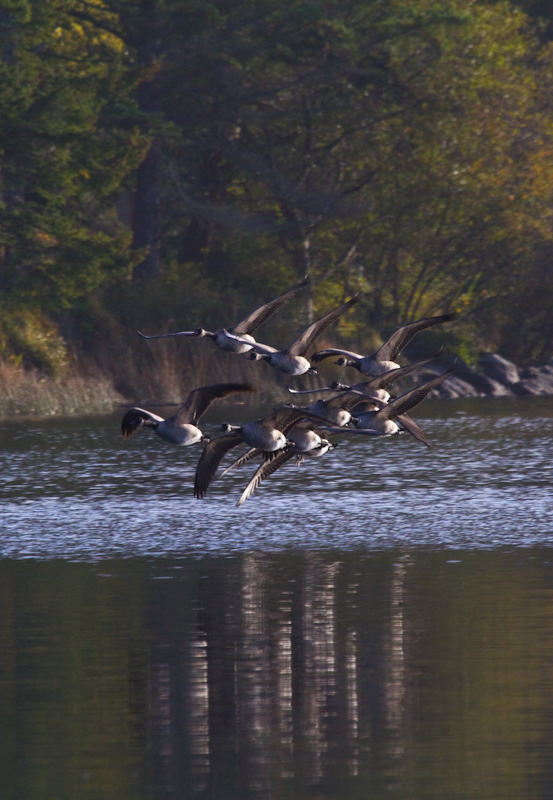 Canadian Geese In Flight